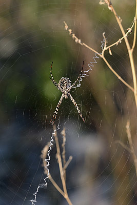 BUITEN BEELD Foto: 344506