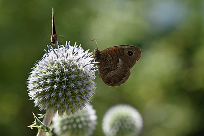 BUITEN BEELD Foto: 344512