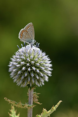 BUITEN BEELD Foto: 344513