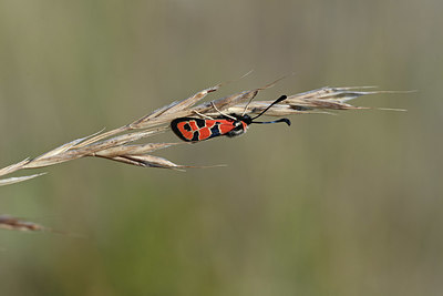 BUITEN BEELD Foto: 344519