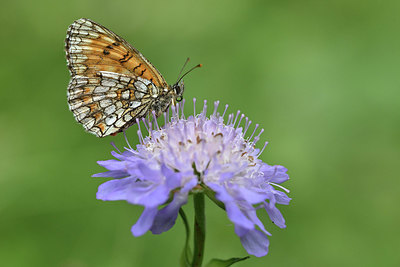 BUITEN BEELD Foto: 344521