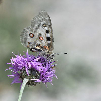 BUITEN BEELD Foto: 344522