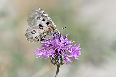 BUITEN BEELD Foto: 344524