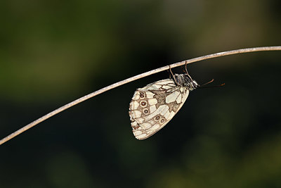 BUITEN BEELD Foto: 344525