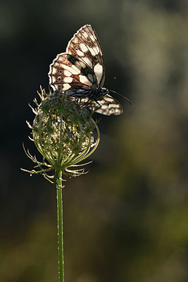 BUITEN BEELD Foto: 344526