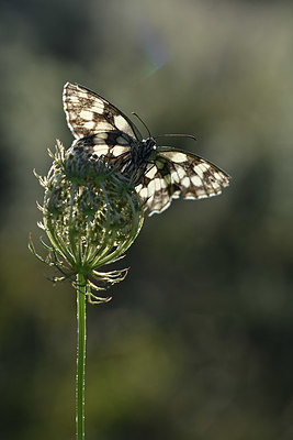 BUITEN BEELD Foto: 344527