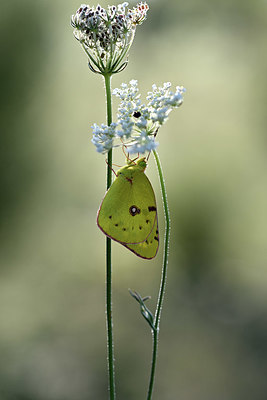 BUITEN BEELD Foto: 344533