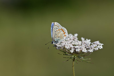 BUITEN BEELD Foto: 344537