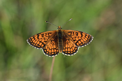 BUITEN BEELD Foto: 344539