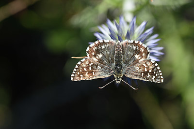 BUITEN BEELD Foto: 344540