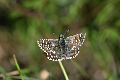 BUITEN BEELD Foto: 344541
