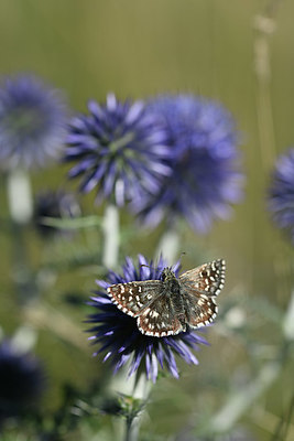 BUITEN BEELD Foto: 344542