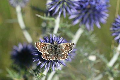 BUITEN BEELD Foto: 344544