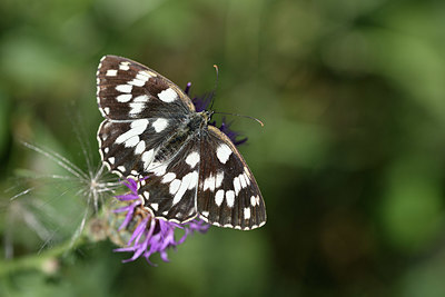 BUITEN BEELD Foto: 344553