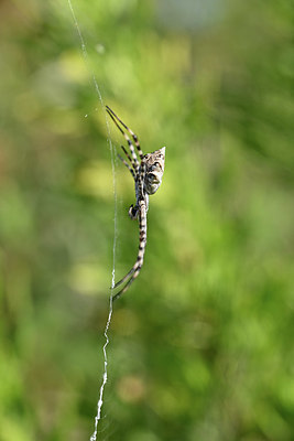 BUITEN BEELD Foto: 344562