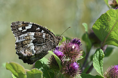 BUITEN BEELD Foto: 344563