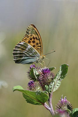 BUITEN BEELD Foto: 344564