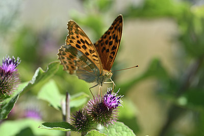BUITEN BEELD Foto: 344565