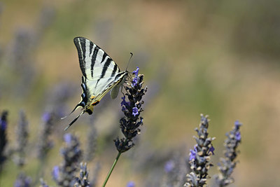 BUITEN BEELD Foto: 344566