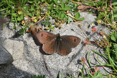 BUITEN BEELD Foto: 344568