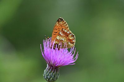 BUITEN BEELD Foto: 344574