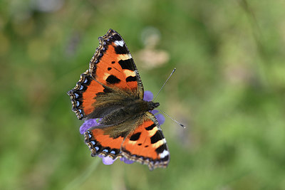 BUITEN BEELD Foto: 344579