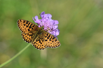 BUITEN BEELD Foto: 344583