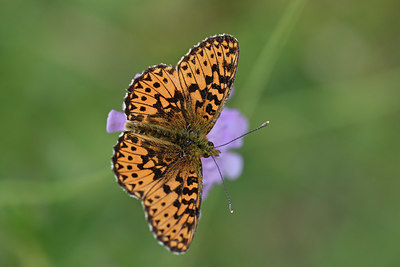 BUITEN BEELD Foto: 344585