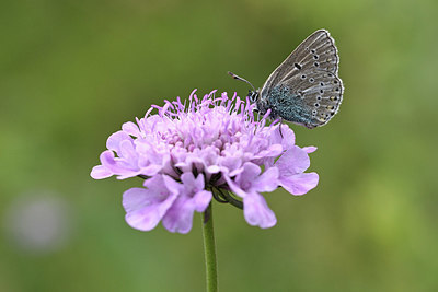BUITEN BEELD Foto: 344586