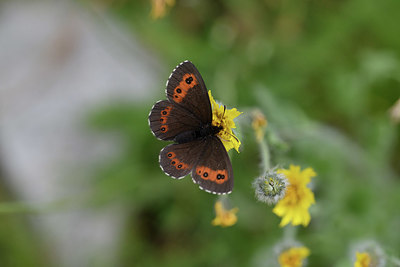 BUITEN BEELD Foto: 344589