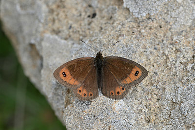 BUITEN BEELD Foto: 344591