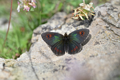 BUITEN BEELD Foto: 344593