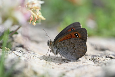 BUITEN BEELD Foto: 344595