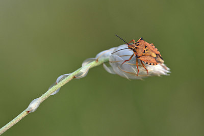 BUITEN BEELD Foto: 344603