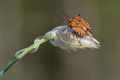 BUITEN BEELD Foto: 344604
