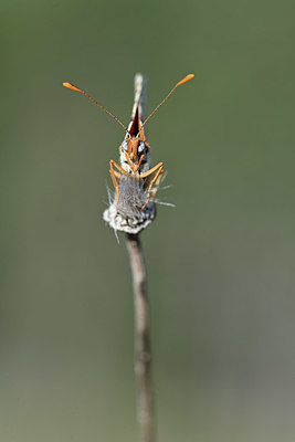 BUITEN BEELD Foto: 344607