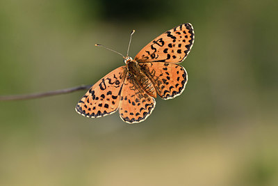 BUITEN BEELD Foto: 344612