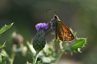 BUITEN BEELD Foto: 344614