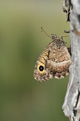 BUITEN BEELD Foto: 344615