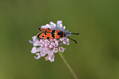 BUITEN BEELD Foto: 344616