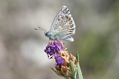 BUITEN BEELD Foto: 344618