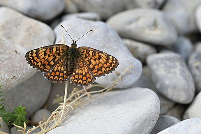 BUITEN BEELD Foto: 344622