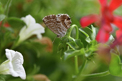 BUITEN BEELD Foto: 344629