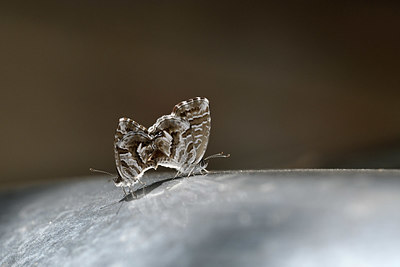 BUITEN BEELD Foto: 344631