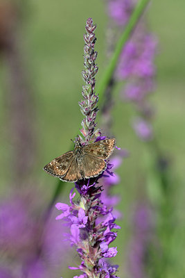 BUITEN BEELD Foto: 344638