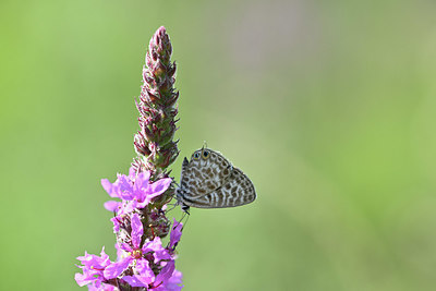 BUITEN BEELD Foto: 344640