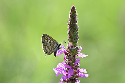 BUITEN BEELD Foto: 344641