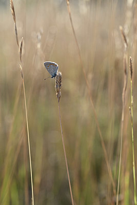 BUITEN BEELD Foto: 344642