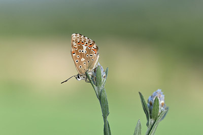 BUITEN BEELD Foto: 344643