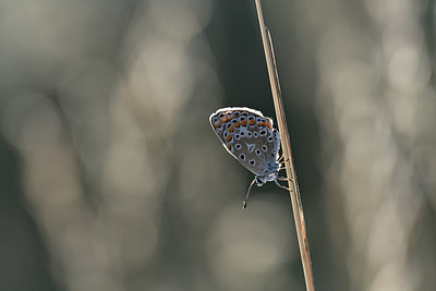 BUITEN BEELD Foto: 344646